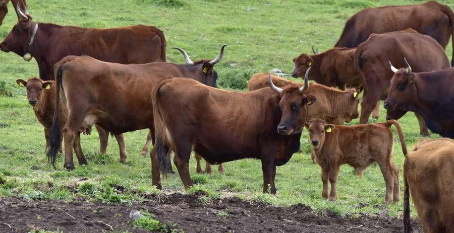 Dermatite bovina, la trincea degli allevatori