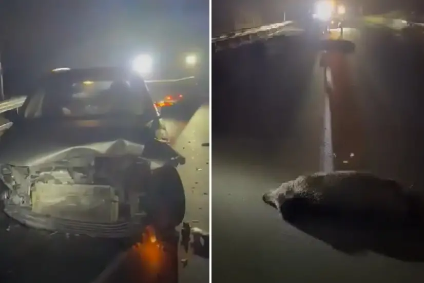 L'auto distrutta e uno dei cinghiali uccisi (Frame da video)