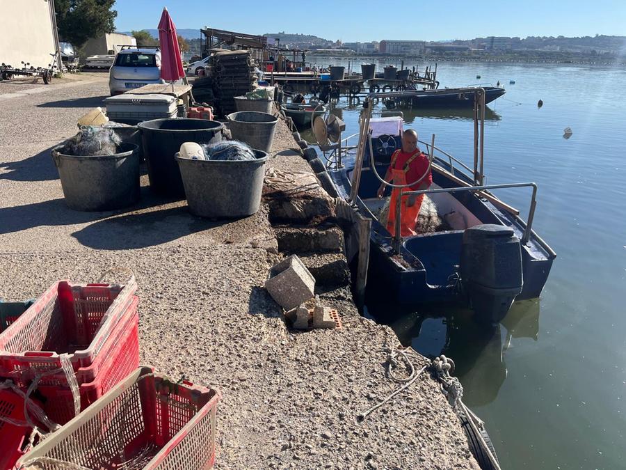 Cagliari, nuova strage di cozze e ostriche a Santa Gilla