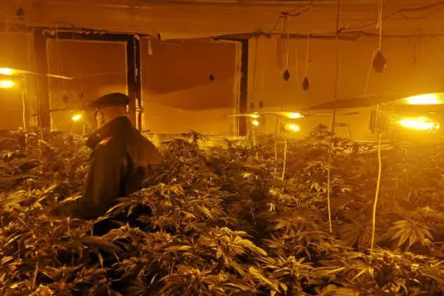 La serra di marijuana (foto carabinieri)