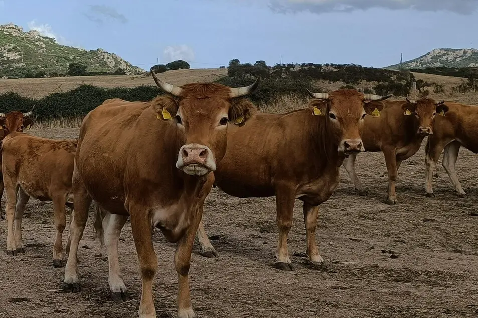 Bovini al pascolo