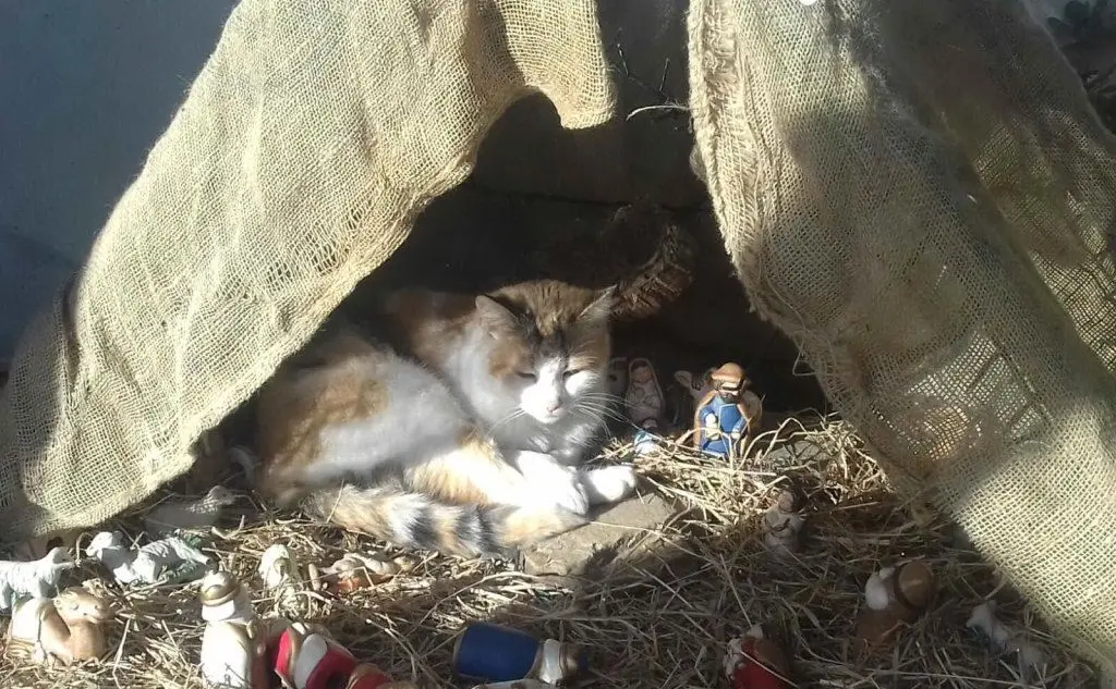 Holly, la micia di Silvana da Orosei