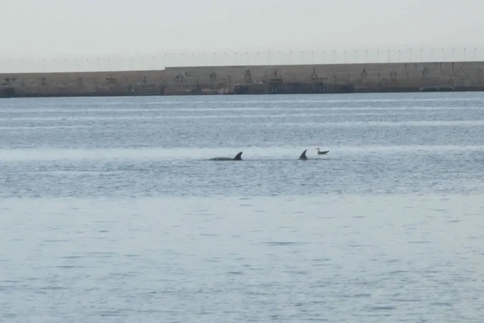 Delfini al porto di Cagliari