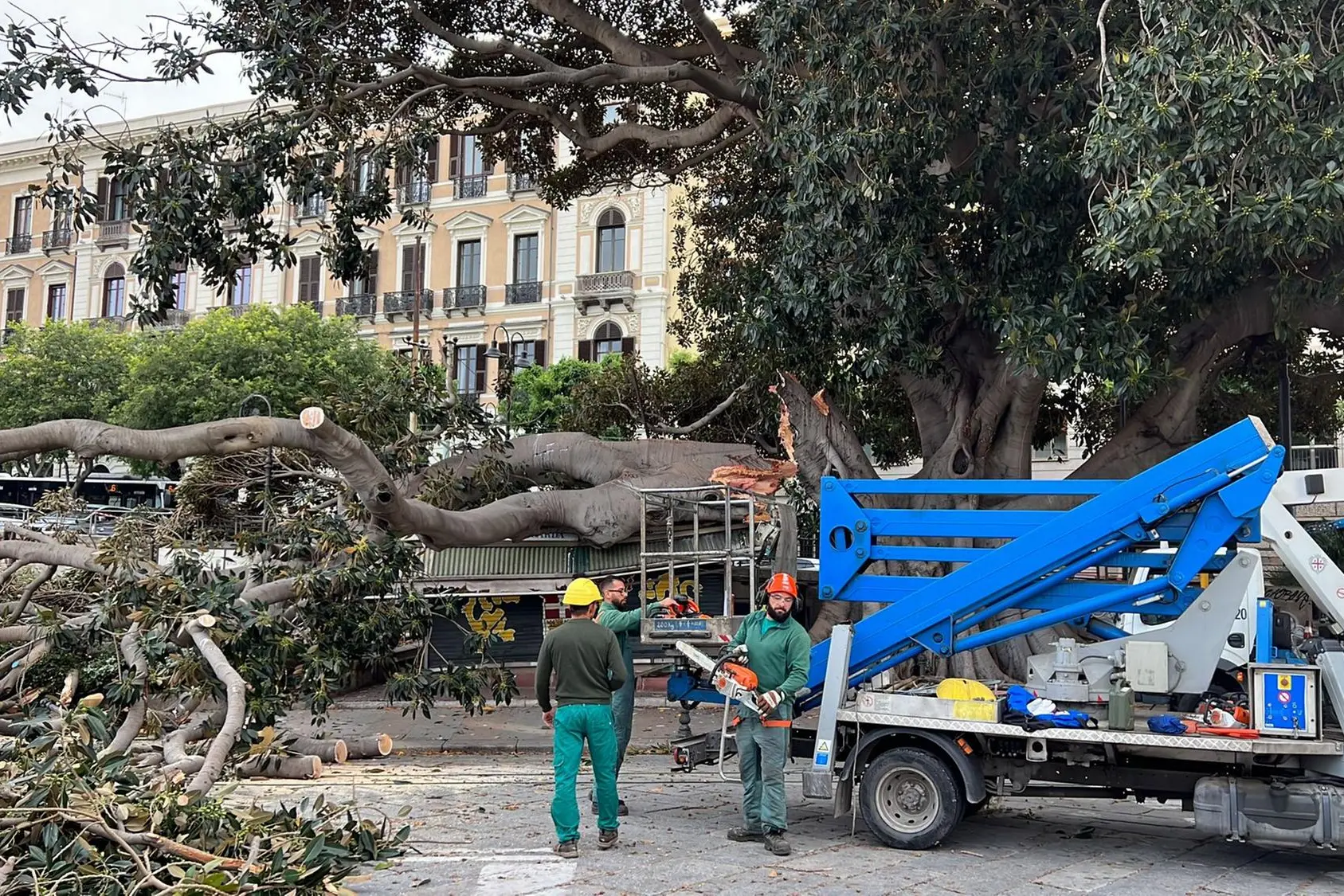Cagliari, le immagini dell'albero crollato in piazza Ingrao.
