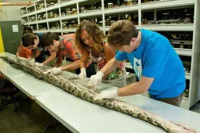 Il pitone catturato nel parco le nazionale di Everglades