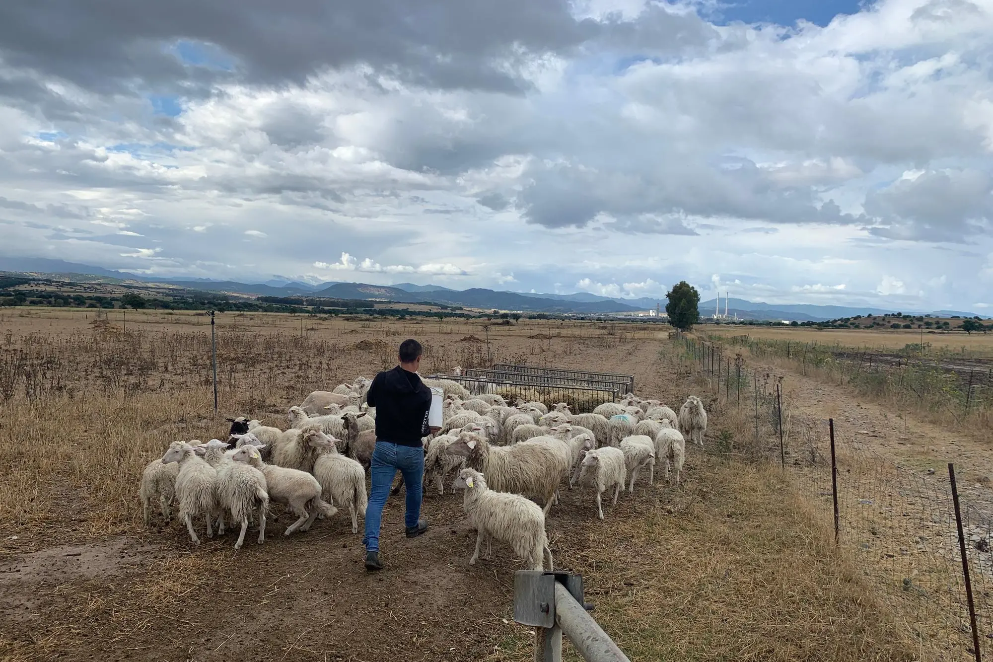 Un gregge di pecore nelle campagne di Ottana