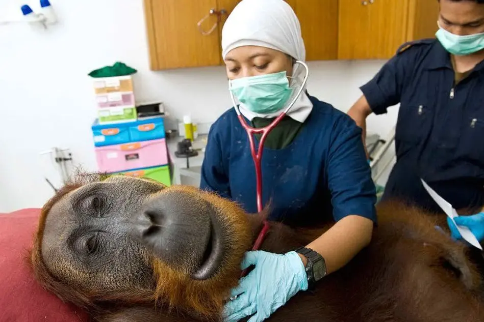 "Orangutan" di Andra Hoyn