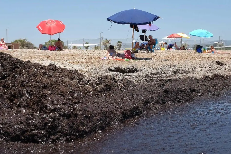 Alghe sulla spiaggia del Poetto, a Cagliari