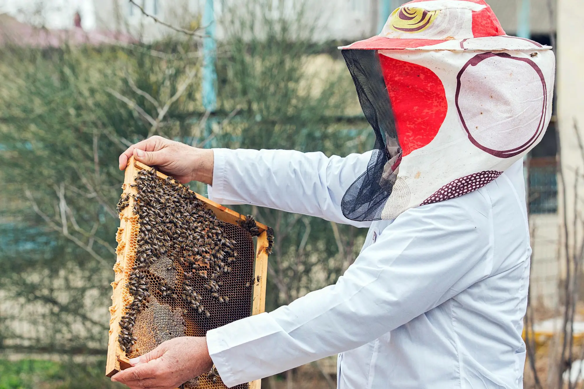 Un apicoltore in una foto di archivio