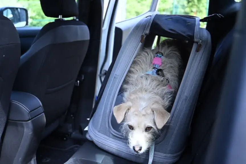 Pet Safety Days by Tavo: sicurezza in auto per gli animali
