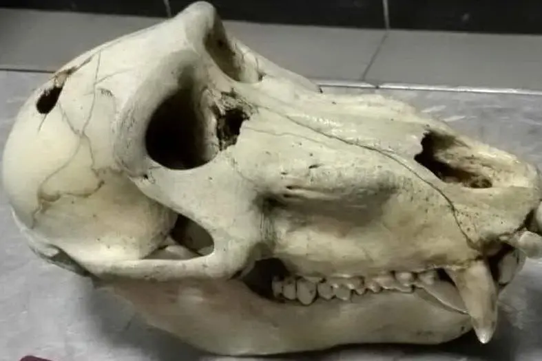 Il cranio di babbuino