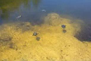 Aglientu, le tartarughe d'acqua dolce amiche dei turisti