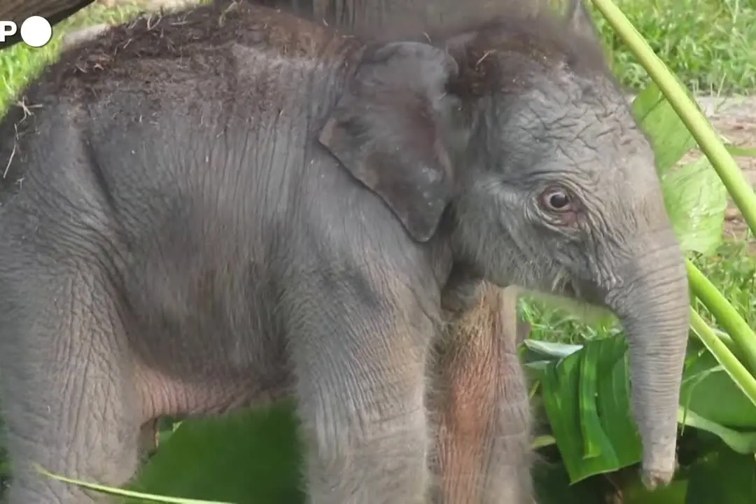 Indonesia, nato un cucciolo di elefante di Sumatra