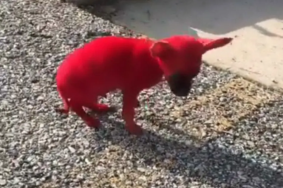 Il cane di Valee (foto Twitter)