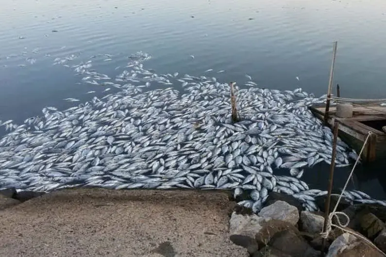 La moria di pesci a Sa Praia