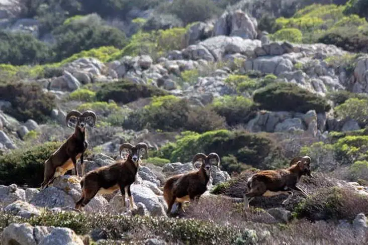 Mufloni all'Asinara (foto M. Pala)