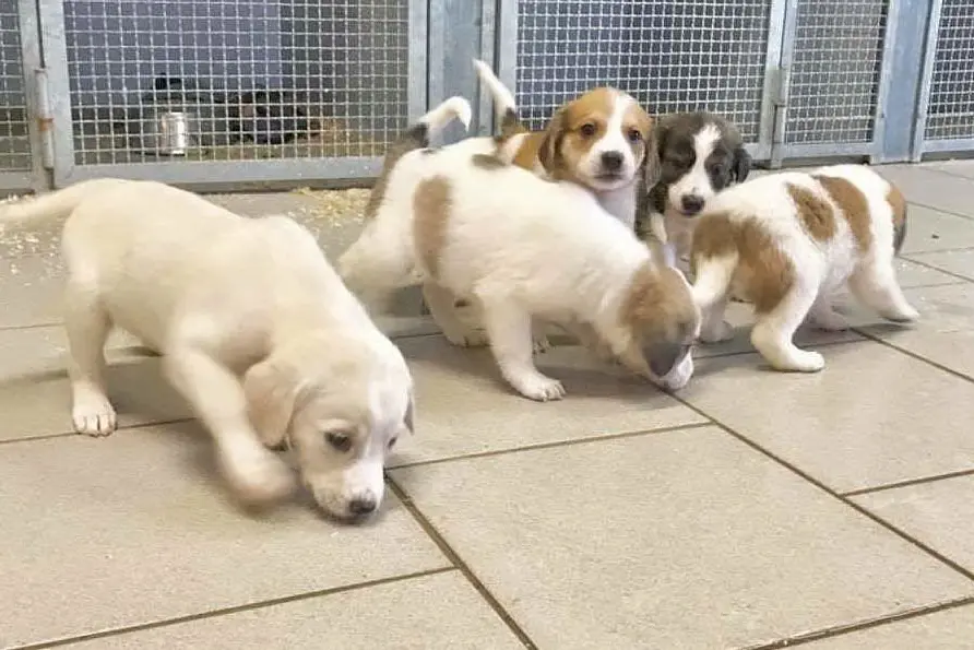Cuccioli in un canile del Parteolla