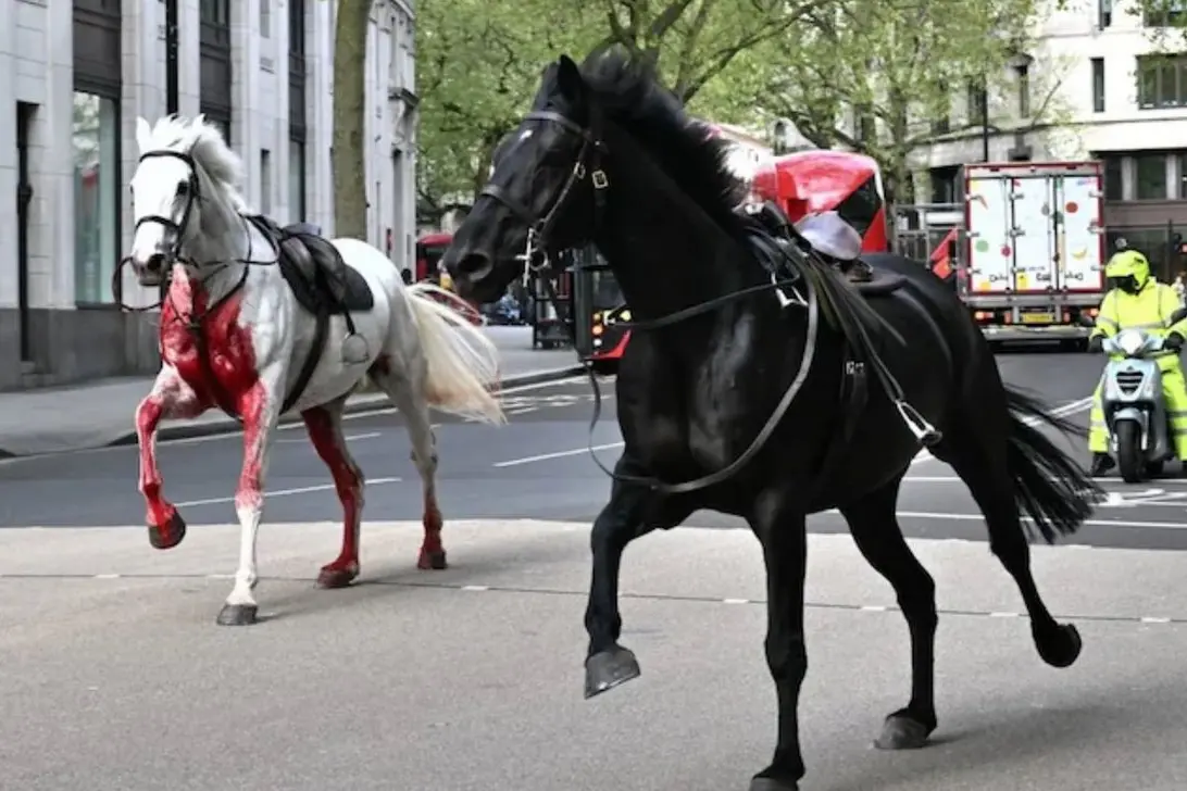 I cavalli in fuga (Immagine da Daily Mail)