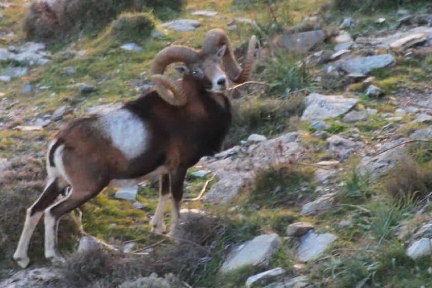 Fotografare animali selvatici per aiutare la ricerca del Progetto europeo Mammalnet