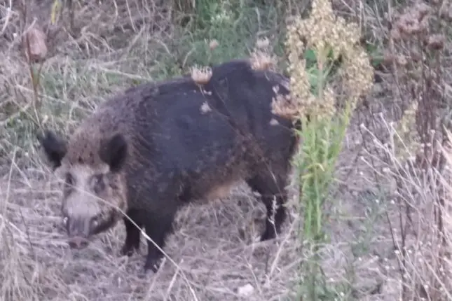 Un cinghiale nelle campagne di Sennori (foto concessa)