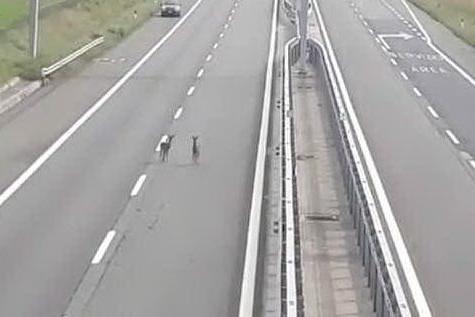 L'autostrada è vuota: gli animali si divertono