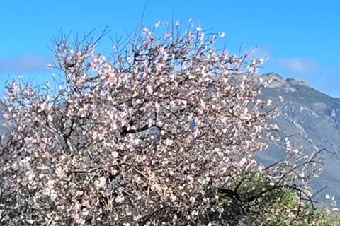Mandorli in fiore a Sinnai (Foto Andrea Serreli)