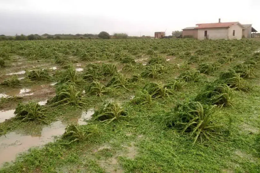 Un campo di carciofi distrutto dal maltempo (foto Coldiretti)