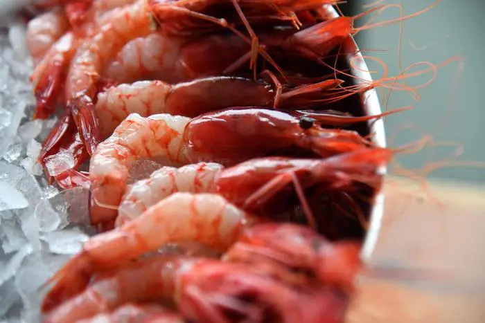 Il virus dei pesci che può far perdere la vista all’uomo: ecco come avviene il contagio e i rischi in Italia