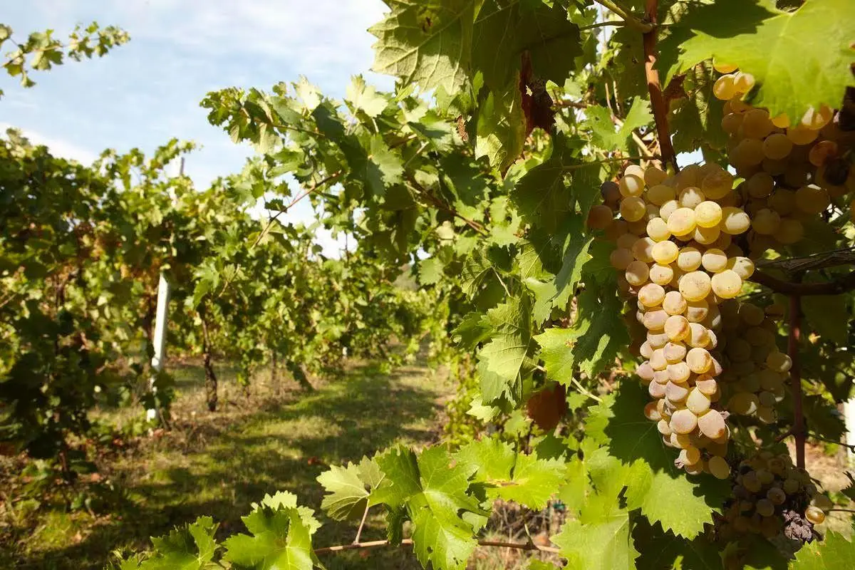 Un vigneto di uva Vermentino (Archivio)