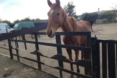 I cavalli del maneggio di "Medau su Cramu"