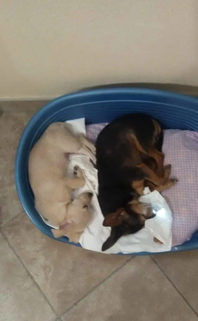 Toby e Minu, inviata da Samanta di Serramanna