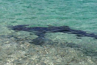 Uno squalo avvistato quest'estate a Quirra