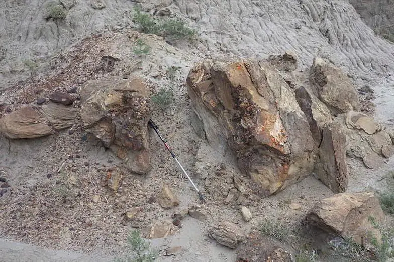 I resti di un Tyrannosaurus Rex sono stati ritrovati in Montana (Usa)