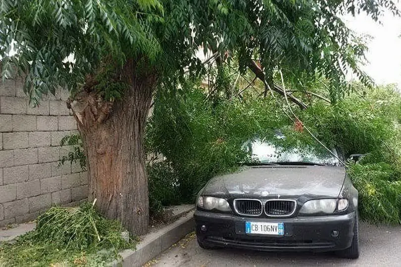 L'albero caduto sull'auto (foto Sara Pinna)