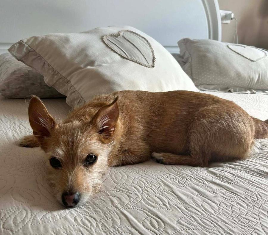 Ragazza aggredita al parco da due pitbull