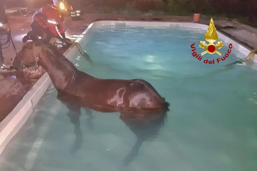L'animale caduto in piscina (foto vigili del fuoco)