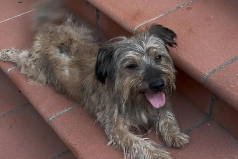 Il cane Gavino