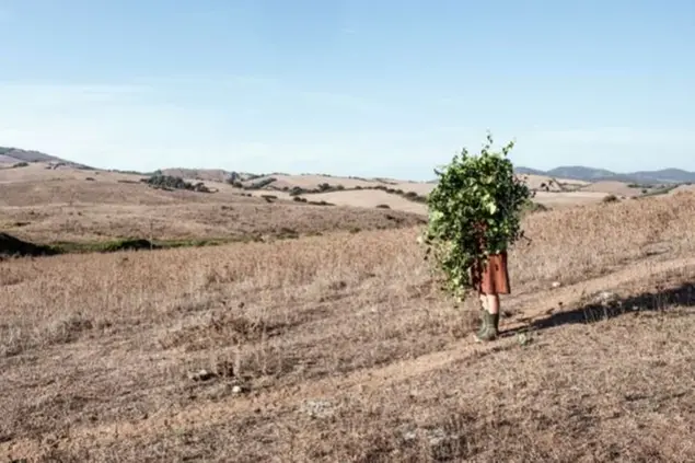 Bosco di Badu Canu a Osilo (foto concessa)
