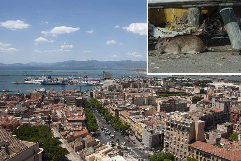 Cagliari invasa dai ratti: &quot;Città sotto assedio&quot;