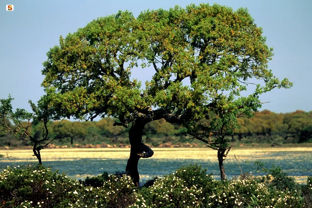 Una quercia da sughero (foto Sardegna Digital library)