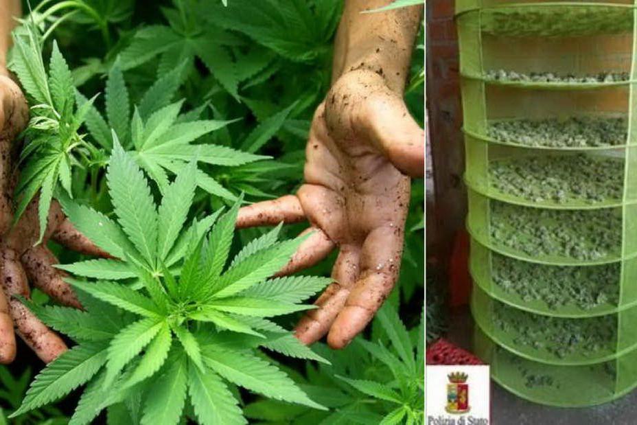 Cannabis, una serra tra il maisGiovane in cella a Galtellì
