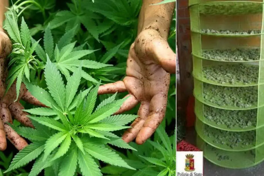 Una pianta di marijuana e, a destra, l'essiccatore