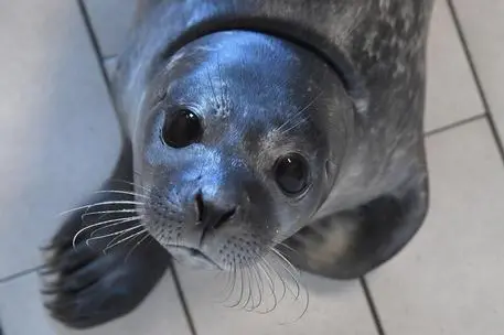 Un cucciolo di foca (Ansa)