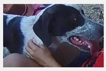 Il cane adottato dagli scout