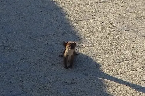 La donnola nel parco di Balai (foto concessa)