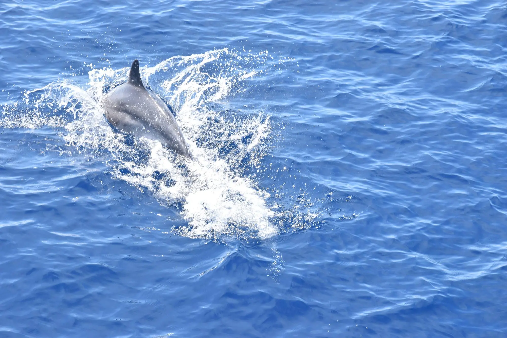 Pelagos, Stintino (Foto concessa)