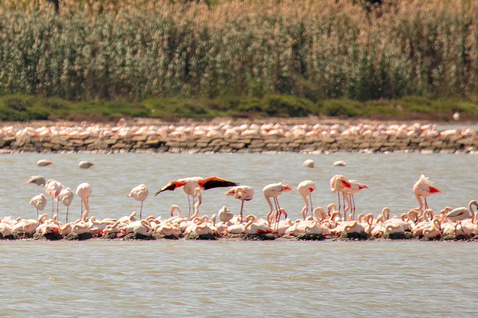 Molentargius, fenicotteri che covano le uova (Archivio L'Unione Sarda)