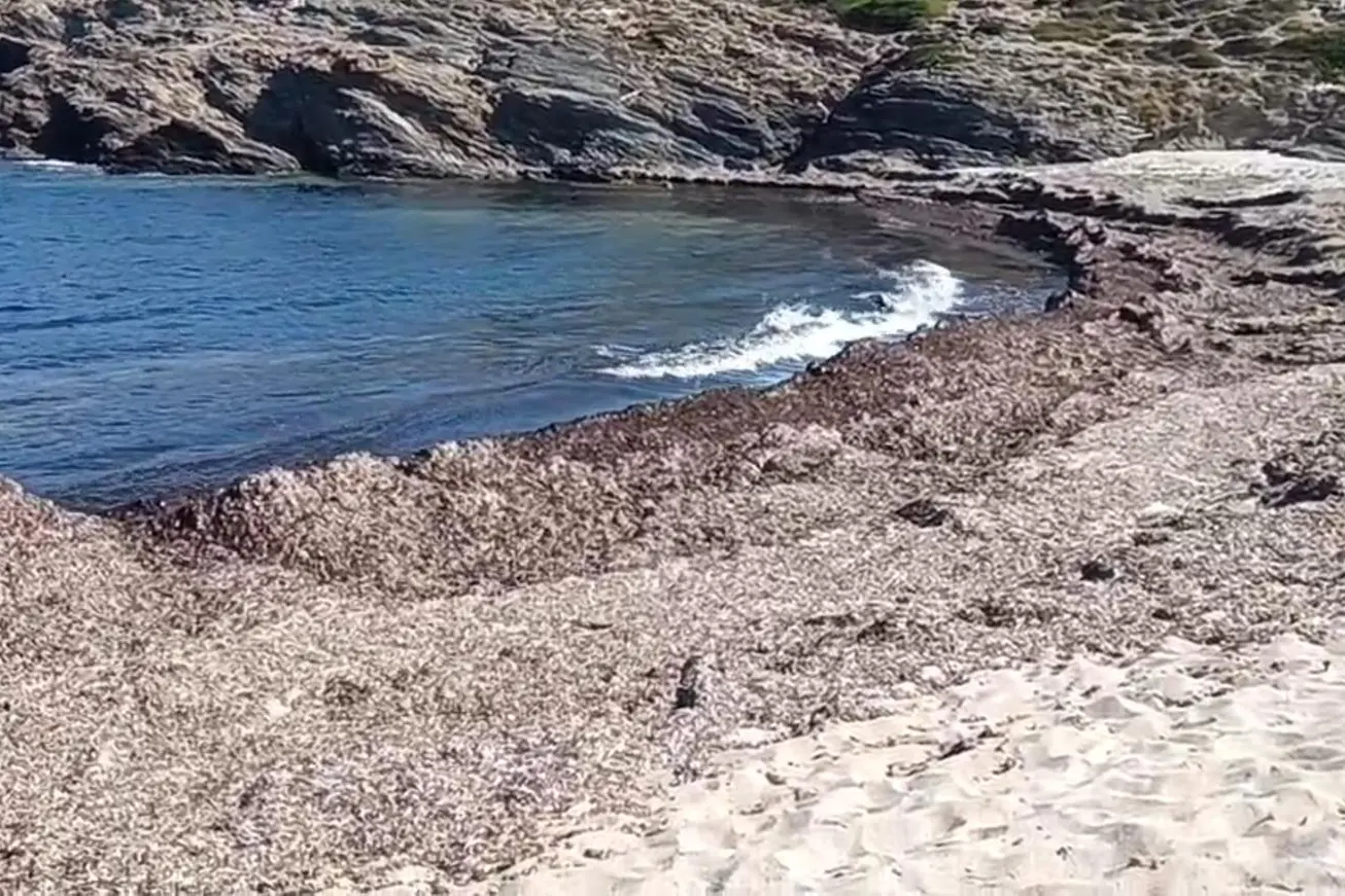 Spiaggia di Porto Palmas invasa dalla posidonia