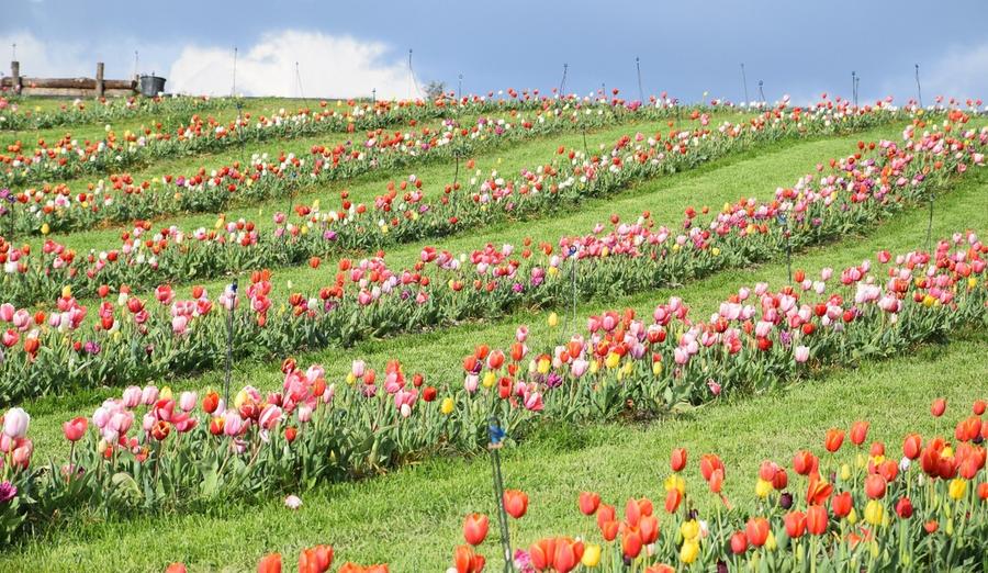 “Primavera in Marmilla”, si parte da Turri