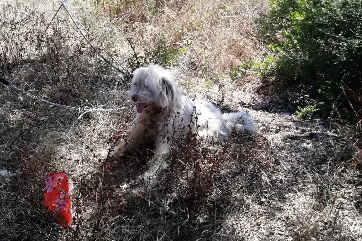 Il cane salvato a Carbonia (L'Unione Sarda - Scano)